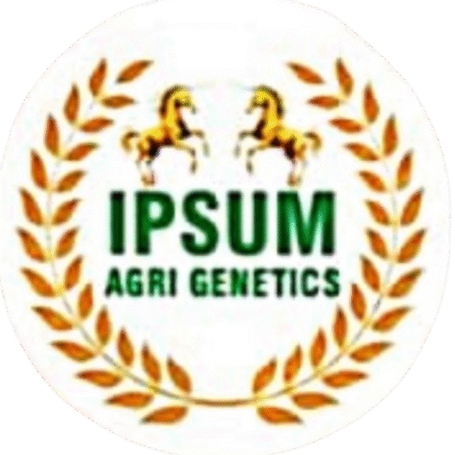 Ipsum Seeds